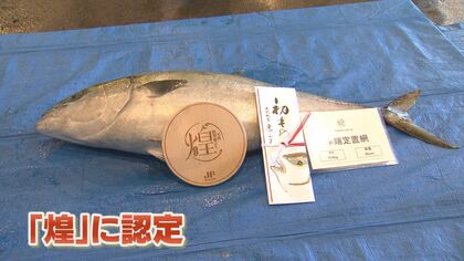 能登の天然寒ブリ「煌」（きらめき）“初認定”の落札額は驚きの“400
