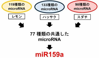 【広島国際大学】かんきつ類に含まれる微小カプセルの中身を解明