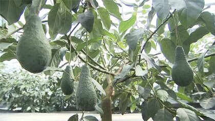 銀行員が農場でSDGsの取り組み　「楽しい、持続可能な農業」を次世代につなぐ