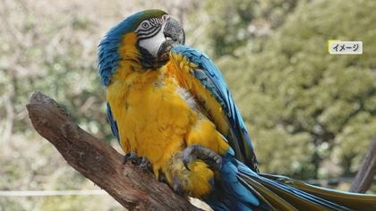 長崎で死亡の30代妊婦「オウム病感染」判明　検体検査で感染わかる　鳥は飼っておらず感染経路不明　県「ケージを清潔に保つ」など呼びかけ