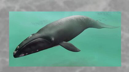 【世紀の大発見】17年前に川で市民が見つけた化石が―新属新種のセミクジラの化石と判明！和名は「サッポロクジラ」化石は約900万年前のもので体長は約13メートルと推定〈北海道札幌市〉