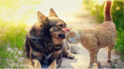 「家族の一員のペットを守る」被災地でできることと難題