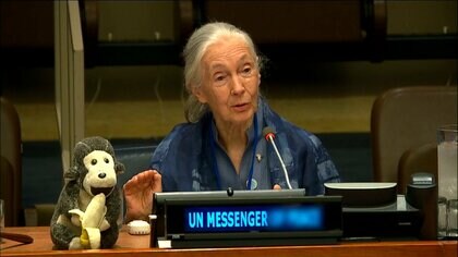 チンパンジー研究の第一人者ジェーン・グドールさん死去　91歳　動物の道具使用を発見　環境保全活動も