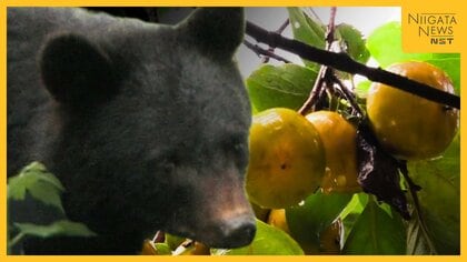 【クマ被害】“果樹の処分”過疎高齢化地域では対応難しく「どう手を入れていけば…」 北海道･東北地方の知事会が緊急提言