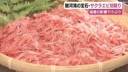 港に活気！駿河湾の宝石・サクラエビの秋漁始まる　初日は猛暑の影響で小ぶりのものが多く