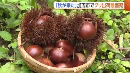 【秋の味覚】ホクホク！“クリ”の出荷最盛期に「素朴な優しい甘み」　おいしいクリを見分けるポイントは“ツヤ”　新潟・加茂市