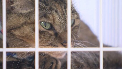 仙台市の保護猫の半数近くが殺処分…譲渡で救われる命も 「正しい飼い方を」【宮城発】