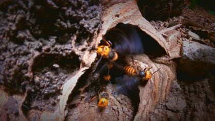 命の危険も!? アウトドアではハチなど“虫刺され”に要注意! 予防法と刺された場合の対処法を救急医に聞く