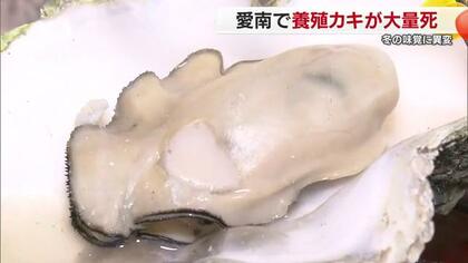 「カキ大量死」は愛媛・愛南町でも　養殖カキは広島から仕入れも原因不明　県も実態調査へ【愛媛発】