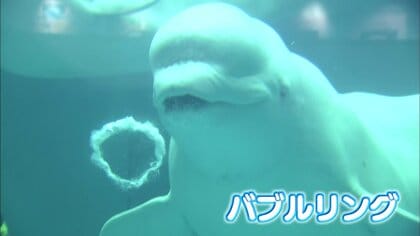 “島根のおじさま”で全国にファンも…水族館を支えた人気者シロイルカの「ケーリャ」天国へ【島根発】