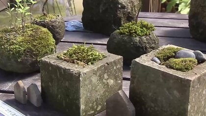 素朴ながら独特の風合い『札幌軟石』の鉢と植物が味わい深く調和～百合が原公園で展示会“ミニ盆栽”風の作品も落ち着いた雰囲気…9月6日まで〈北海道札幌市〉