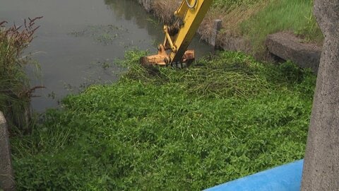 “地球上最悪の植物”が水路を埋め尽くす　内水氾濫の要因になる恐れも　生態系を破壊する「ナガエツルノゲイトウ」