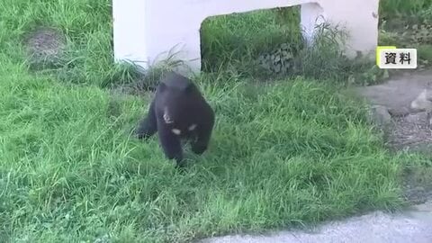 岩手県　野生動物の専門職員を採用　クマ被害防止へ