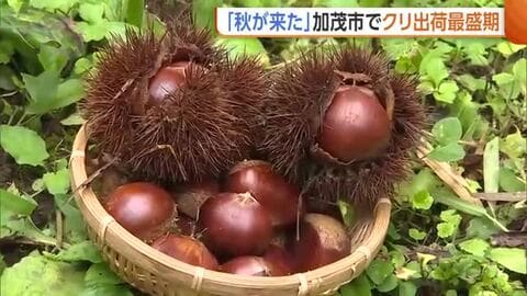 【秋の味覚】ホクホク！“クリ”の出荷最盛期に「素朴な優しい甘み」　おいしいクリを見分けるポイントは“ツヤ”　新潟・加茂市