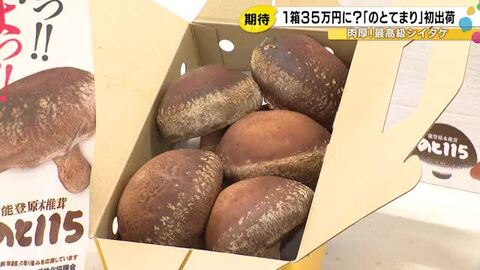 石川県の最高級原木シイタケ『のとてまり』初出荷 去年は“プレミアム”1箱に初競りで過去最高の35万円