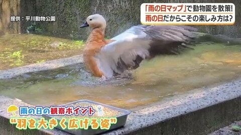 雨の日だからこそ楽しめる──鹿児島の「梅雨スポット」を歩く