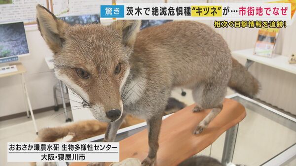 ネコと争う姿も 大阪では絶滅危惧種 市街地に出没するキツネ 都市での