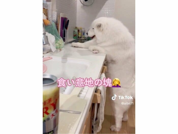 提供:ibukimama38さん