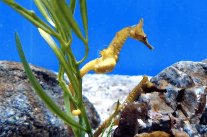 しっかりと尾部を海草に巻き付けている(提供:名古屋港水族館)
