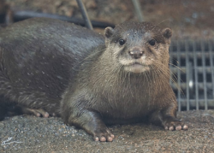(福岡市動物園提供)