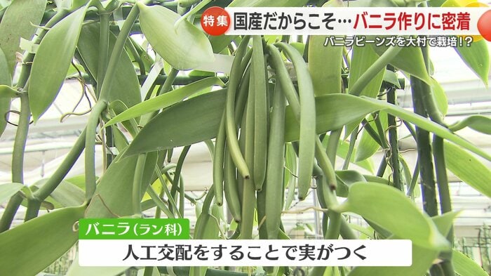 これがバニラの実