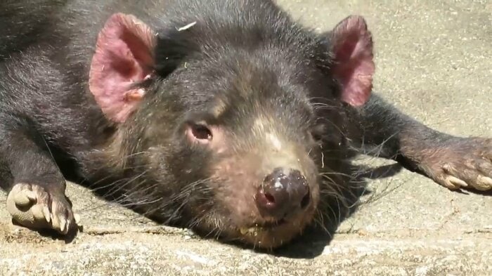 鼻の頭は汗でびっしょり(画像提供:「多摩動物公園のTwitterより」)