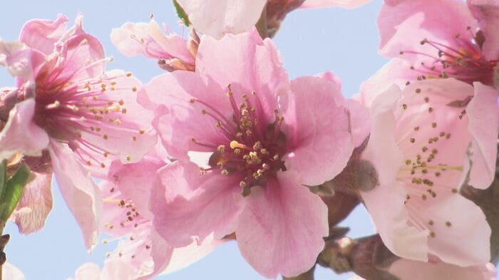 例年より1週間早く花が咲いた