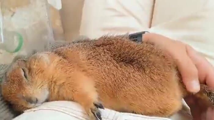 気持ちよさそうに寝ている