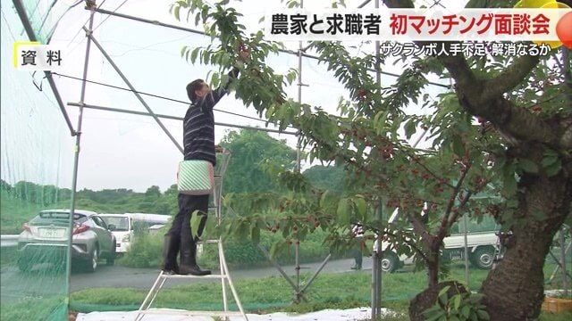 収穫のために脚立に上ったり下りたり、立ったりしゃがんだりするため、体力が必要な作業も多い