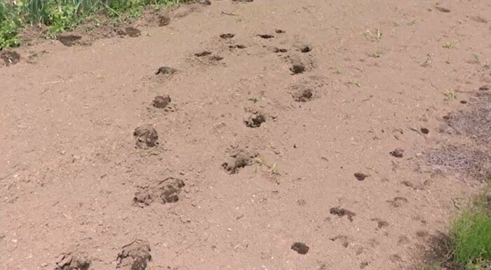 隣接する畑にはクマのものとみられる足跡が