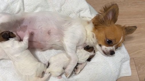 子犬たちのお世話中のからしちゃん