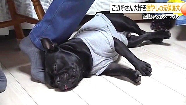 くつろぐノアールくん