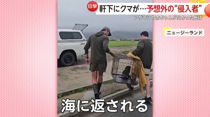 海に返されるアザラシの赤ちゃん（Sprig + Fern The Meadows）