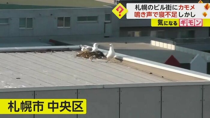 ビルの屋上にカモメがいる(FNN投稿サイト「ビデオPost」)