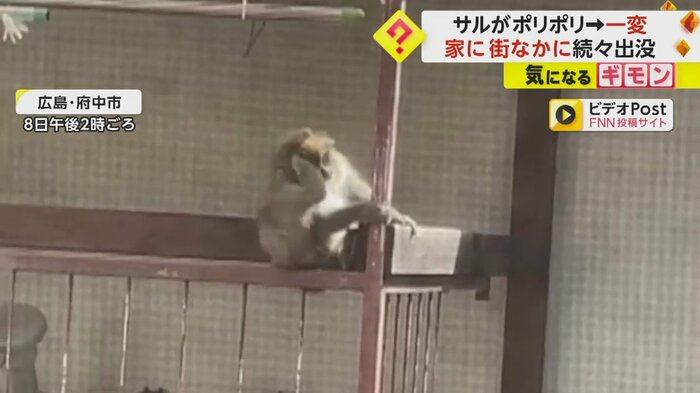 住宅のベランダの手すりに座り、頭をかくサル