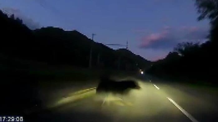 提供:視聴者