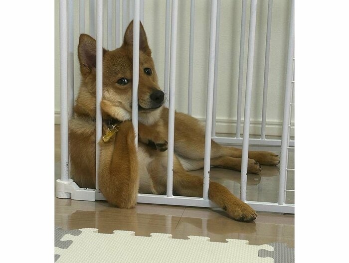 ご飯を食べる飼い主を見ていた(提供:あちさん)