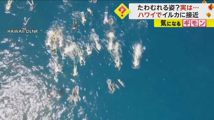 海でたくさんの海水浴客が泳いでいる