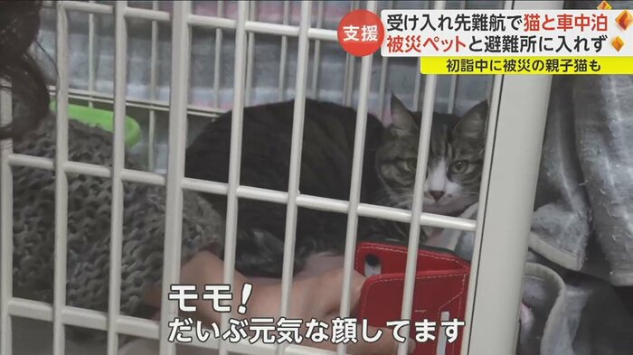 ビデオ通話でつなぎ…飼い主も一安心