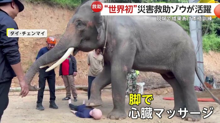 ゾウが心臓マッサージを行う様子