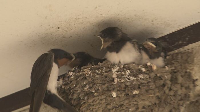 親鳥がやってきては、大きな口をあけて餌をぱくり