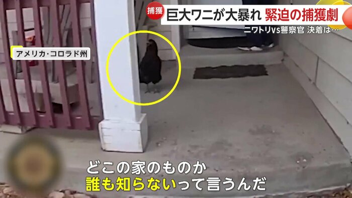 住宅前をうろつくニワトリ（Douglas County Sheriff’s Office）