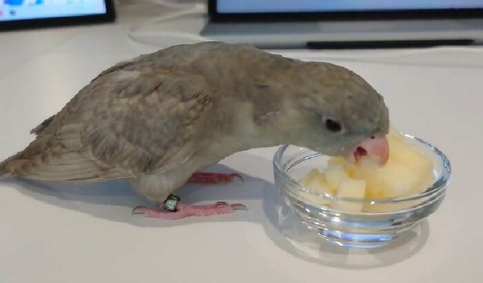大好物のリンゴをもぐもぐ