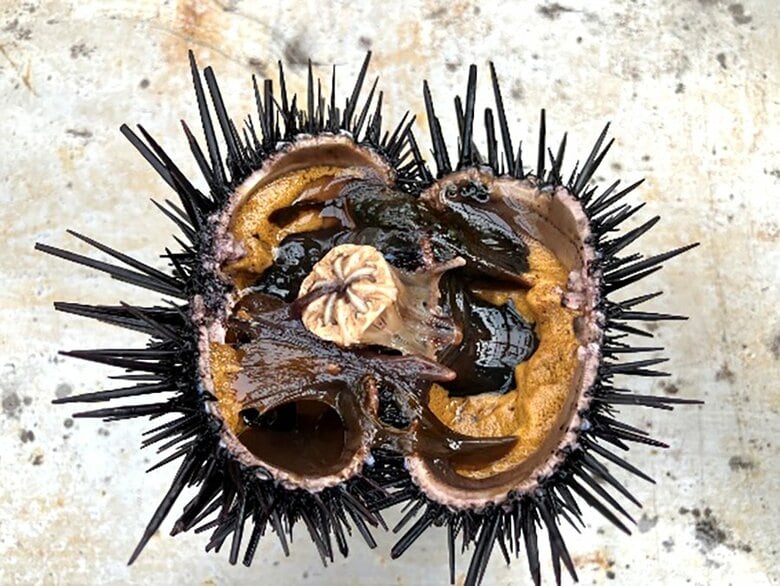 【磯焼け対策】海水でも「見えない泡」を科学的に確認！養殖応用に向けた“研究の土台”をより確かにする研究成果を発表