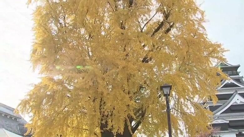 “加藤清正公お手植え”と伝わる熊本城天守閣前の大イチョウが見ごろ　「これを見に来た」熊本地震やコロナ禍乗り越え｜FNNプライムオンライン