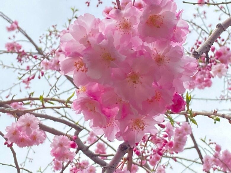 春の山里を彩った多種多様な桜の花…「畑を荒れ地にしないため」コツコツ植えて約200本（島根・浜田市）｜FNNプライムオンライン