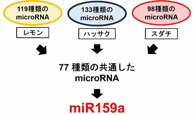 【広島国際大学】かんきつ類に含まれる微小カプセルの中身を解明