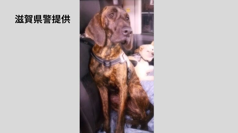 【速報】住宅で飼われていた猟犬「プロット・ハウンド」が逃げる　警察が注意呼びかけ　滋賀・大津市伊香立途中町｜FNNプライムオンライン
