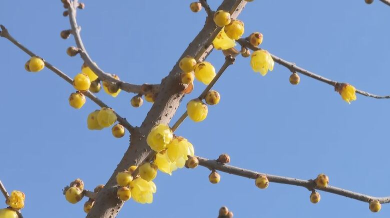 春の足音　飯田市で「ロウバイ」の開花進む　長野県内各地で3月上旬から中旬並みの陽気｜FNNプライムオンライン