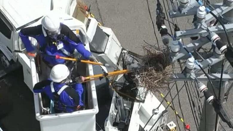 カラスが巣作りする春…停電に注意　電柱に見つけたら「電柱番号」と写真で通報を　北陸電力送配電が呼びかけ｜FNNプライムオンライン